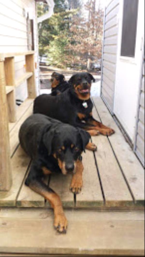 /Images/uploads/MidAmerica Rottweiler Rescue/adoptarottphotocontest/entries/10466thumb.jpg